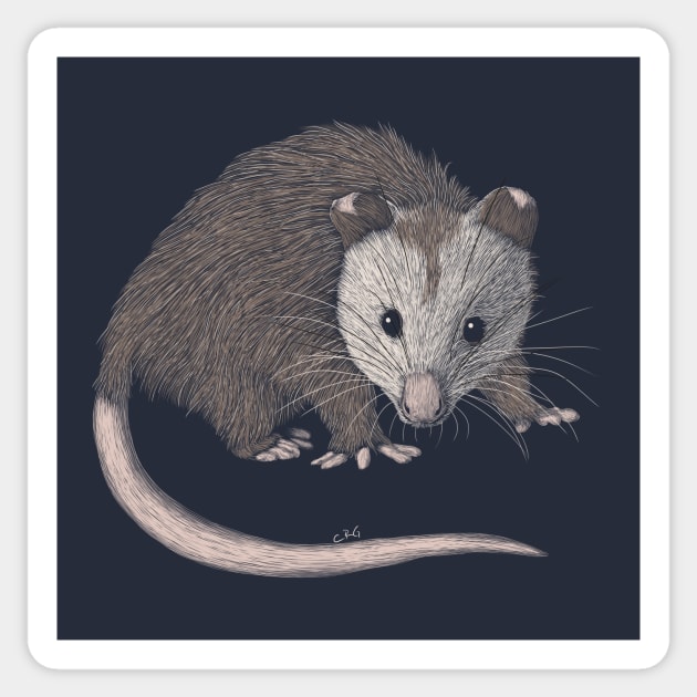 Opossum Sticker by Walking in Nature